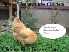 henry_the_headless_chicken_-_chicks_dig_grass_too.jpg